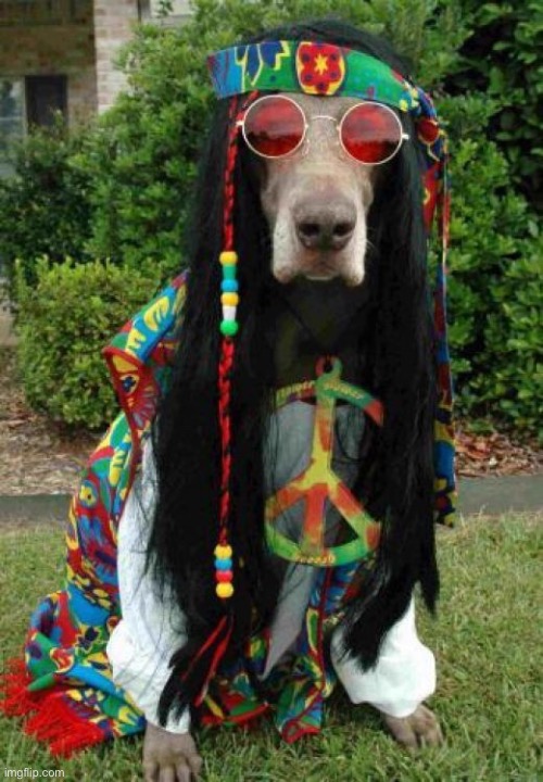 Hippie dog  | image tagged in hippie dog | made w/ Imgflip meme maker