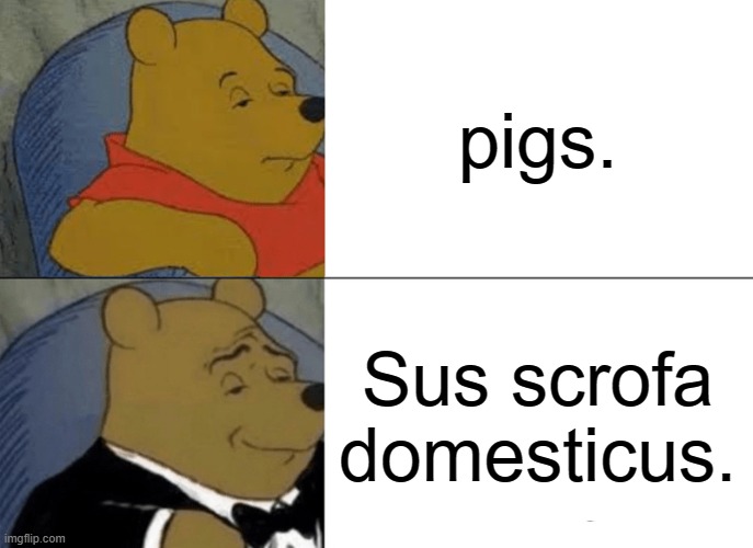 pig. | pigs. Sus scrofa domesticus. | image tagged in memes,tuxedo winnie the pooh,fun | made w/ Imgflip meme maker