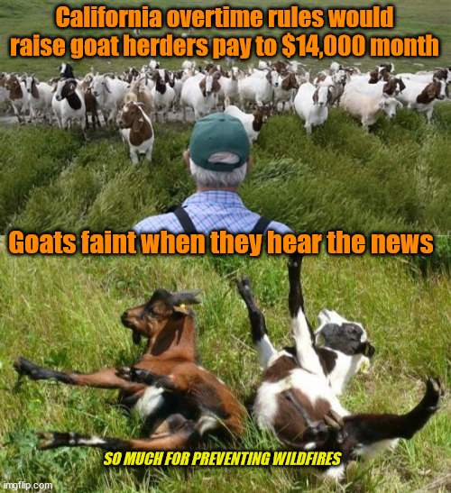 California overtime rules would raise goat herders pay to $14,000 month; Goats faint when they hear the news; SO MUCH FOR PREVENTING WILDFIRES | image tagged in california fires,liberal logic,just stupid | made w/ Imgflip meme maker