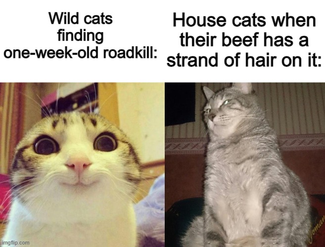 House cats can be quite spoiled... | Wild cats finding one-week-old roadkill:; House cats when their beef has a strand of hair on it: | image tagged in memes,smiling cat,cat stare | made w/ Imgflip meme maker