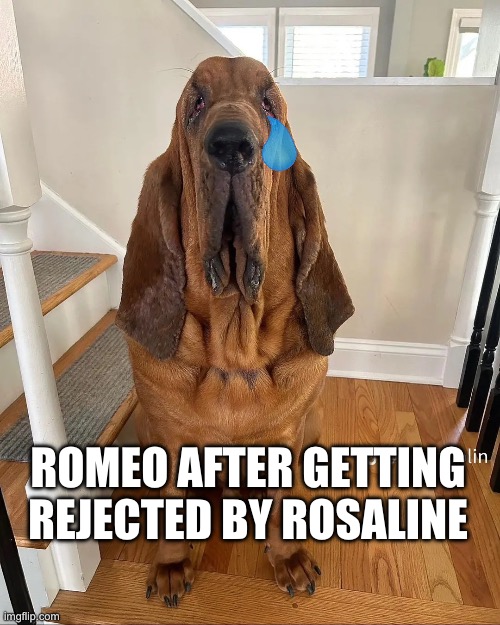 Romeo and Juliet dog mem | ROMEO AFTER GETTING REJECTED BY ROSALINE | image tagged in alex | made w/ Imgflip meme maker