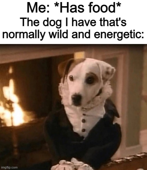 *Polite but desperate stare* | Me: *Has food*; The dog I have that's normally wild and energetic: | made w/ Imgflip meme maker