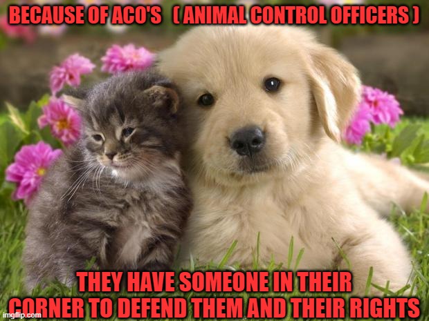 Animal Control Officer :They are the Voice for animals | BECAUSE OF ACO'S   ( ANIMAL CONTROL OFFICERS ); THEY HAVE SOMEONE IN THEIR CORNER TO DEFEND THEM AND THEIR RIGHTS | image tagged in puppies and kittens,animal control officer,aco,justice,laws,family | made w/ Imgflip meme maker