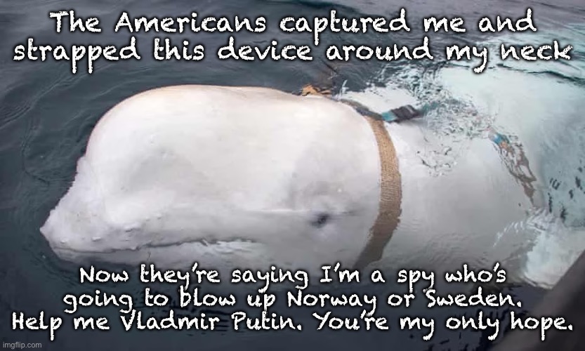 The Americans captured me and strapped this device around my neck; Now they’re saying I’m a spy who’s going to blow up Norway or Sweden. Help me Vladmir Putin. You’re my only hope. | image tagged in memes,funny,new normal,russia,spies | made w/ Imgflip meme maker