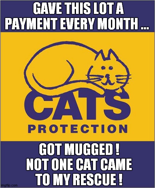 What A Waste Of Money ! | GAVE THIS LOT A PAYMENT EVERY MONTH ... GOT MUGGED !
NOT ONE CAT CAME
TO MY RESCUE ! | image tagged in cats,protection,play on words | made w/ Imgflip meme maker