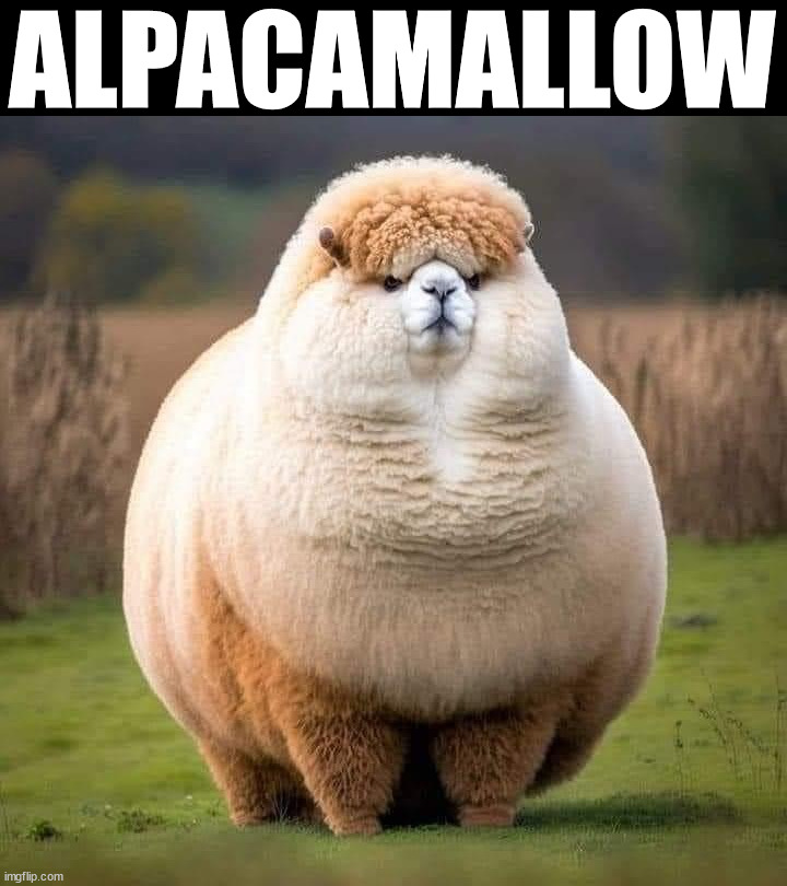 ALPACAMALLOW | image tagged in wholesome | made w/ Imgflip meme maker