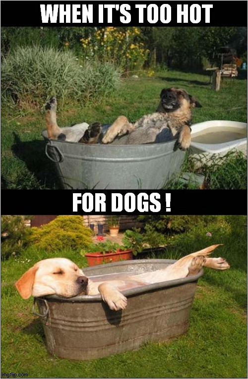 Temperature Control ! | WHEN IT'S TOO HOT; FOR DOGS ! | image tagged in dogs,too hot | made w/ Imgflip meme maker