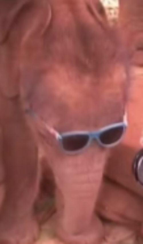 High Quality chillephant Blank Meme Template
