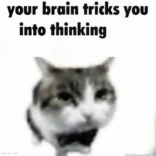 real | image tagged in cats,real,get real,maui | made w/ Imgflip meme maker