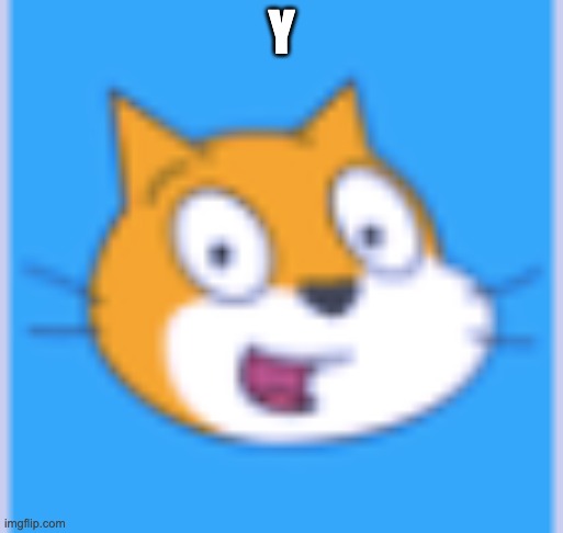 a cat | Y | image tagged in a cat | made w/ Imgflip meme maker