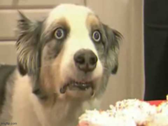 Thousand-Yard Stare Dog | image tagged in thousand-yard stare dog | made w/ Imgflip meme maker