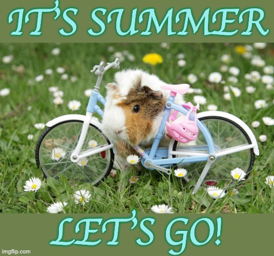 Enjoy wherever you are (and love to you southern hemisphere folks too!) | IT'S SUMMER; LET'S GO! | image tagged in bike guinea pig,summer,fun,bike | made w/ Imgflip meme maker