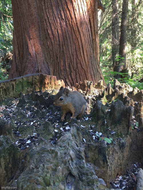 Squirrel I saw on a walk | image tagged in squirrel | made w/ Imgflip meme maker