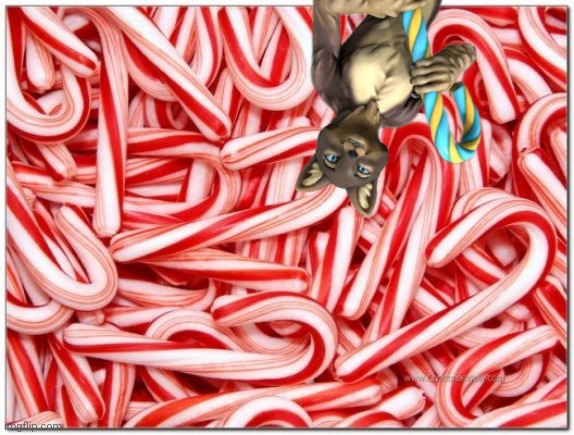 Candy cane | image tagged in candy cane | made w/ Imgflip meme maker