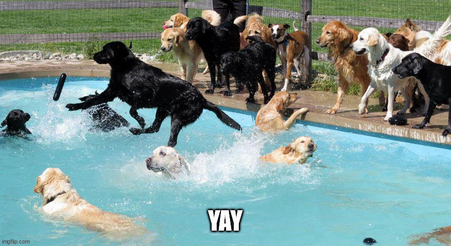 Pool Party | YAY | image tagged in pool party | made w/ Imgflip meme maker