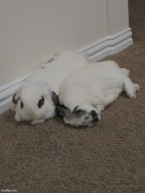 These are my pet rabbits, Kemah and Popper. Kemah died in 2021, while Popper is still alive. Took the picture in January 2020. | image tagged in kemah and popper,rabbits,rabbit,bunnies,bunny,cute | made w/ Imgflip meme maker