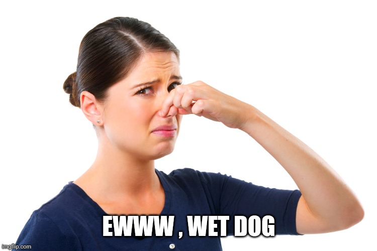 woman holding her nose | EWWW , WET DOG | image tagged in woman holding her nose | made w/ Imgflip meme maker