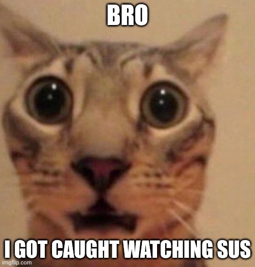 Shocked cat | BRO; I GOT CAUGHT WATCHING SUS | image tagged in shocked cat | made w/ Imgflip meme maker