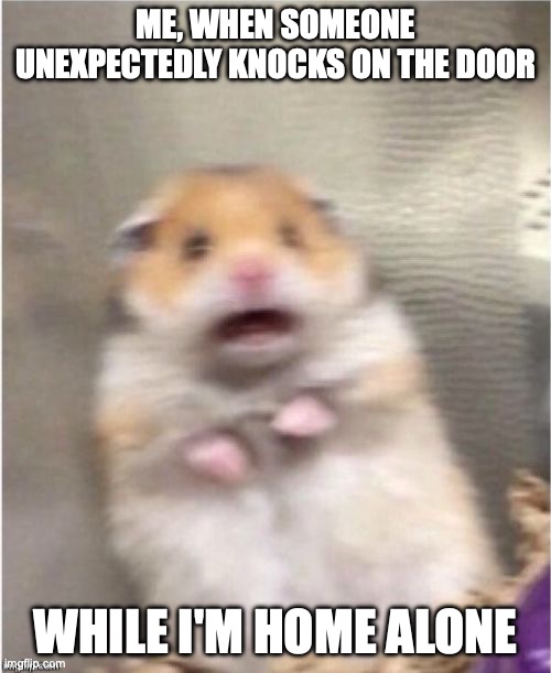 Home alone | ME, WHEN SOMEONE UNEXPECTEDLY KNOCKS ON THE DOOR; WHILE I'M HOME ALONE | image tagged in scared hamster | made w/ Imgflip meme maker