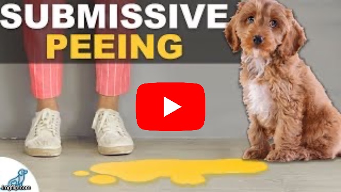 EXCUSE M- | image tagged in submissive peeing | made w/ Imgflip meme maker
