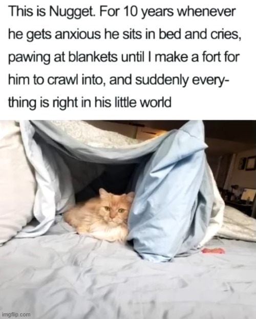 image tagged in cat,fort,aww | made w/ Imgflip meme maker