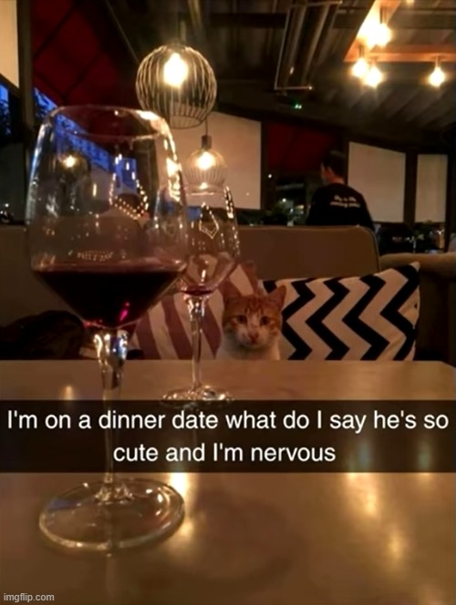 I think she should say "You're so handsome"! | image tagged in cat,dinner,date,nervous | made w/ Imgflip meme maker