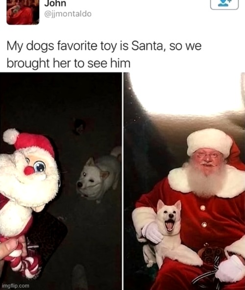 image tagged in dog,toy,santa,christmas | made w/ Imgflip meme maker