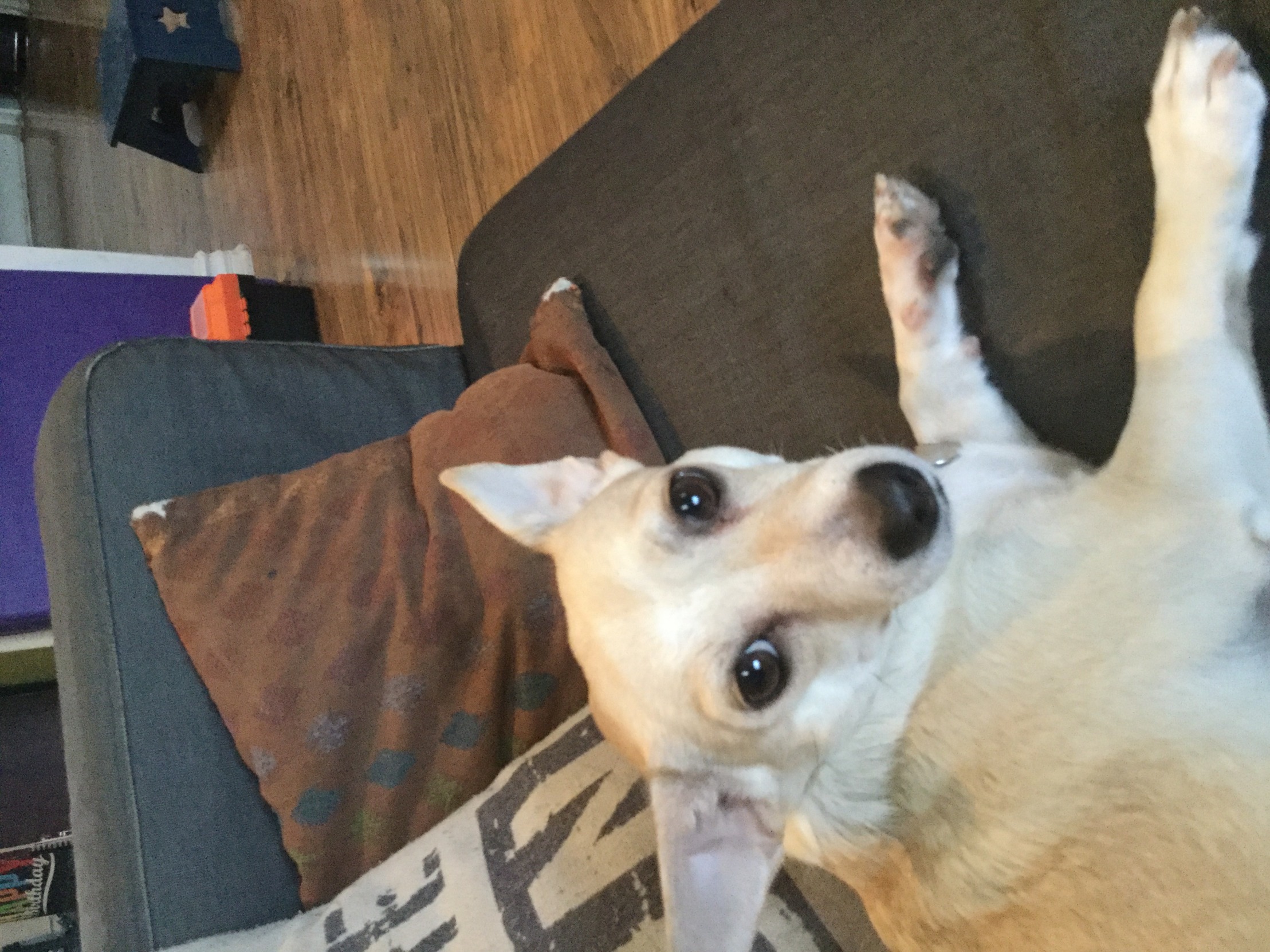 QuantumSpace234’s Dog Blank Meme Template