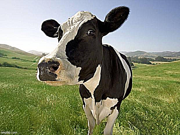 cow | image tagged in cow | made w/ Imgflip meme maker