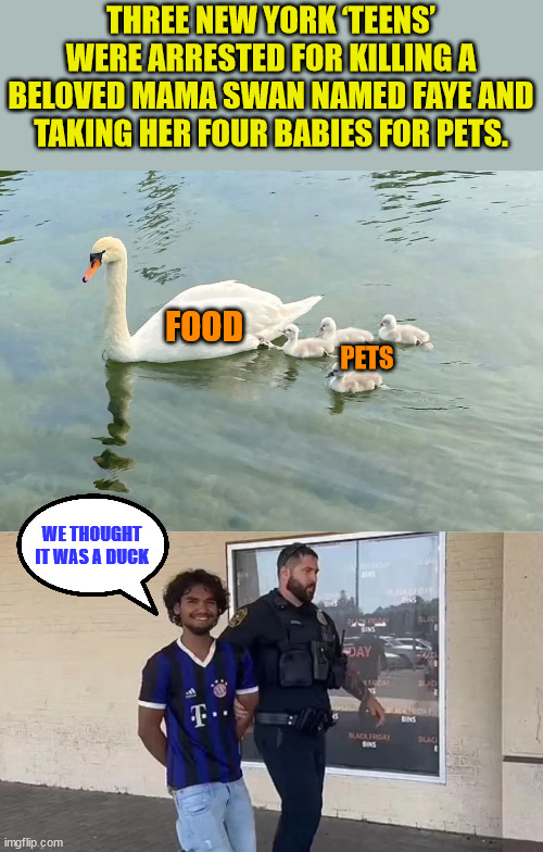 They thought it was a duck... | THREE NEW YORK ‘TEENS’ WERE ARRESTED FOR KILLING A BELOVED MAMA SWAN NAMED FAYE AND TAKING HER FOUR BABIES FOR PETS. FOOD; PETS; WE THOUGHT IT WAS A DUCK | image tagged in special kind of stupid | made w/ Imgflip meme maker