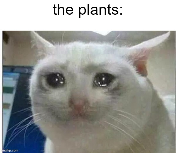 crying cat | the plants: | image tagged in crying cat | made w/ Imgflip meme maker