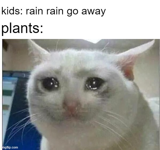 poor plants | kids: rain rain go away; plants: | image tagged in crying cat,funny,kids | made w/ Imgflip meme maker