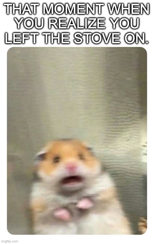 Screaming Hamster | THAT MOMENT WHEN YOU REALIZE YOU LEFT THE STOVE ON. | image tagged in screaming hamster | made w/ Imgflip meme maker