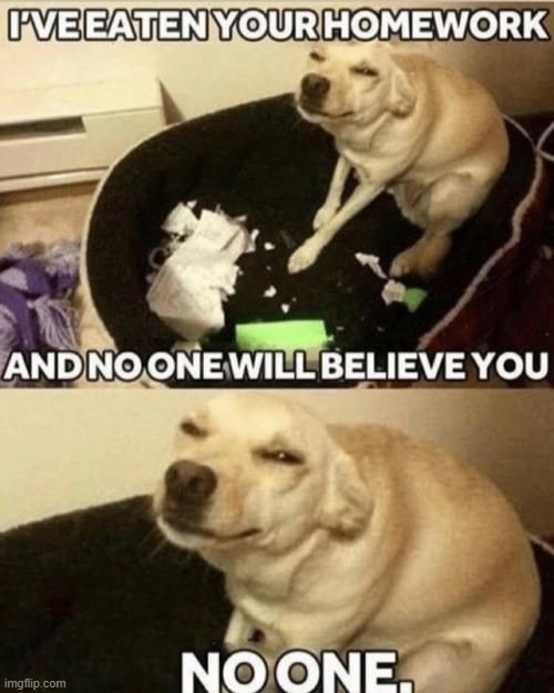 image tagged in dogs | made w/ Imgflip meme maker