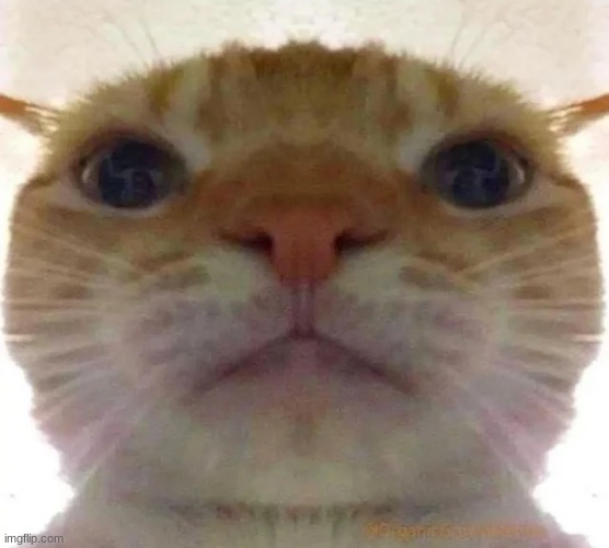 Bruh Face Cat | image tagged in bruh face cat | made w/ Imgflip meme maker