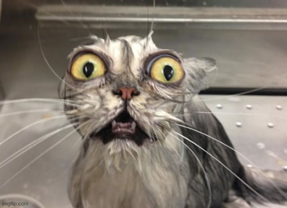 surprised cat | image tagged in surprised cat | made w/ Imgflip meme maker