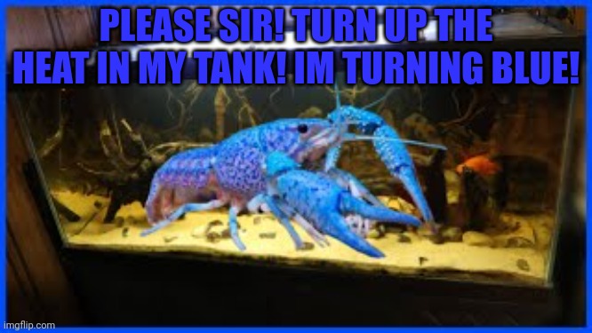 Lobster problems | PLEASE SIR! TURN UP THE HEAT IN MY TANK! IM TURNING BLUE! | image tagged in lobster,blue lobster,rare,animals | made w/ Imgflip meme maker