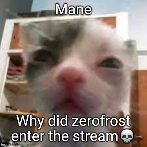Cat lightskin stare | Mane; Why did zerofrost enter the stream💀 | image tagged in cat lightskin stare | made w/ Imgflip meme maker