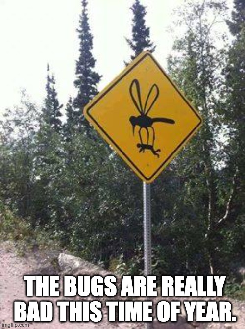 Bugs | THE BUGS ARE REALLY BAD THIS TIME OF YEAR. | image tagged in dad joke | made w/ Imgflip meme maker
