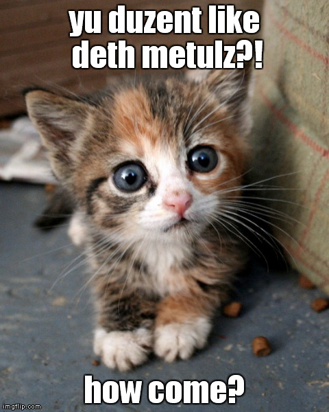 yu duzent like deth metulz?! how come? | image tagged in kitten,cute,animals,metal | made w/ Imgflip meme maker