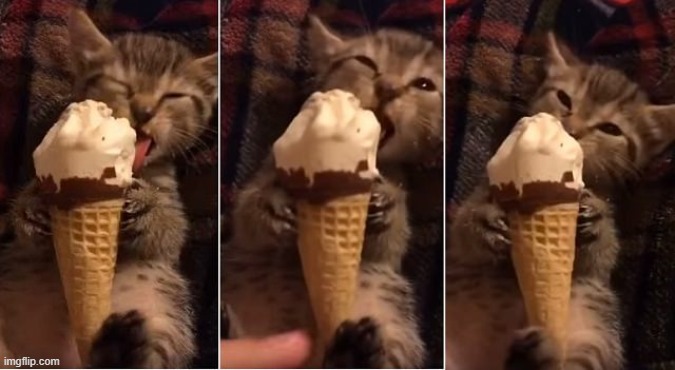 Cat with Ice Cream | image tagged in cats,ice cream | made w/ Imgflip meme maker