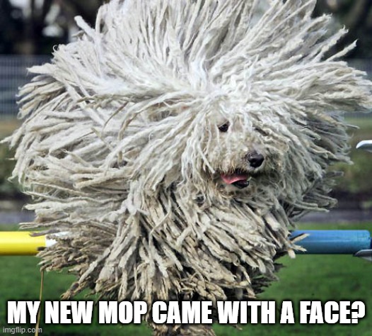 Mop Dog? | MY NEW MOP CAME WITH A FACE? | image tagged in funny dogs | made w/ Imgflip meme maker