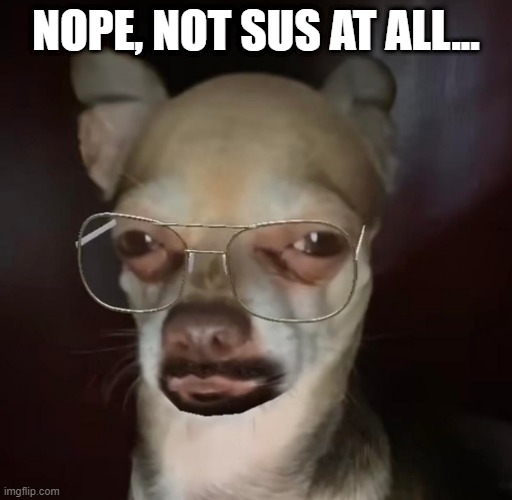 Sussy Mutt | NOPE, NOT SUS AT ALL... | image tagged in funny dog | made w/ Imgflip meme maker