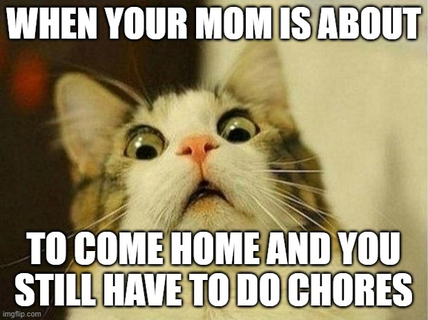 when your mom is about to come home and you still have chores to do | WHEN YOUR MOM IS ABOUT; TO COME HOME AND YOU STILL HAVE TO DO CHORES | image tagged in memes,scared cat,funny cats,cats | made w/ Imgflip meme maker