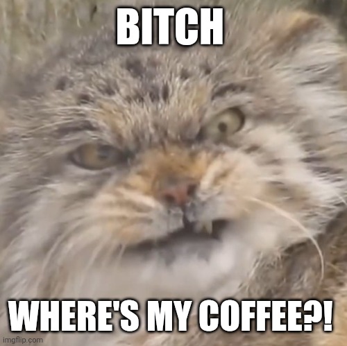 Angry cat | BITCH; WHERE'S MY COFFEE?! | image tagged in coffee | made w/ Imgflip meme maker