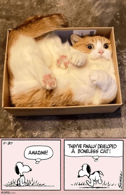 It was bound to happen | image tagged in boneless,cat,peanuts | made w/ Imgflip meme maker