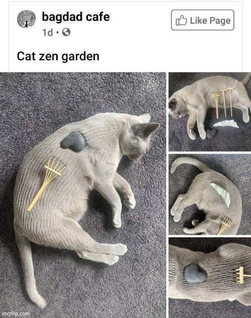 Kitty garden | image tagged in zen | made w/ Imgflip meme maker