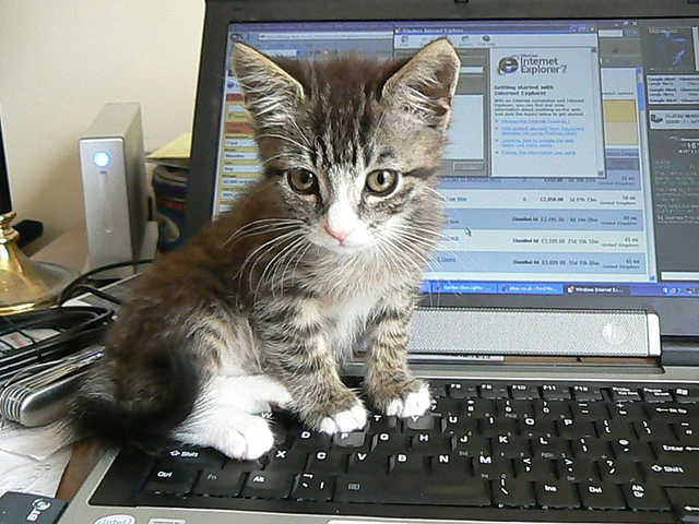 Cat on Keyboard Blank Meme Template