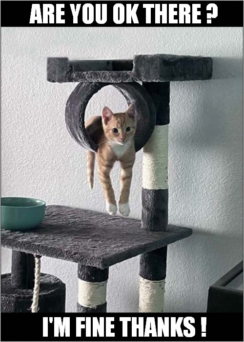 Just Hanging ! | ARE YOU OK THERE ? I'M FINE THANKS ! | image tagged in cats,cat tree,hanging | made w/ Imgflip meme maker
