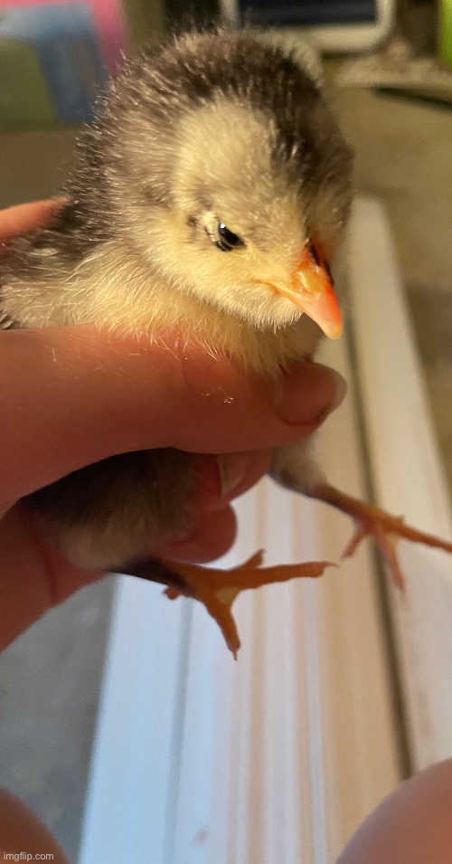 I just got 12 new Australorp chicks. They are so precious | image tagged in chicken,nice cock bro,photos,photography | made w/ Imgflip meme maker